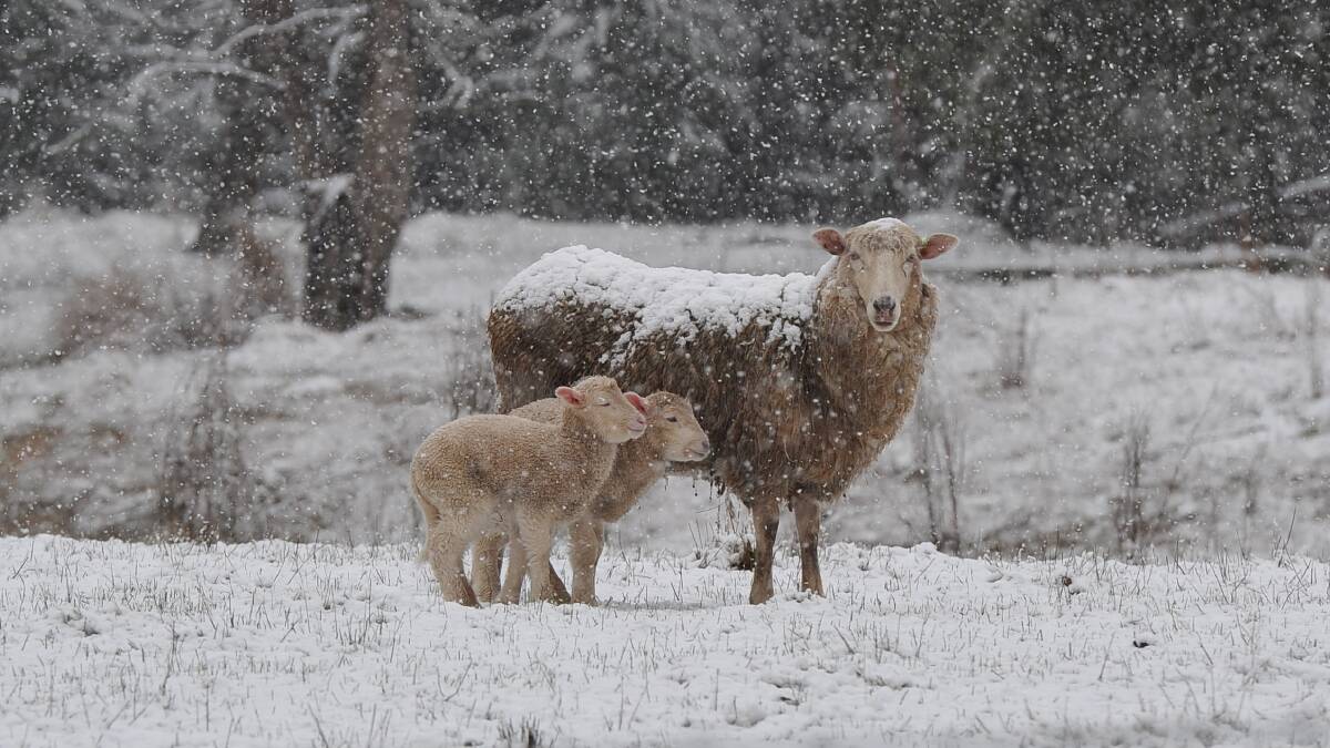 Snow falls on sheep near Ballarat in 2013. PICTURE: LACHLAN BENCE