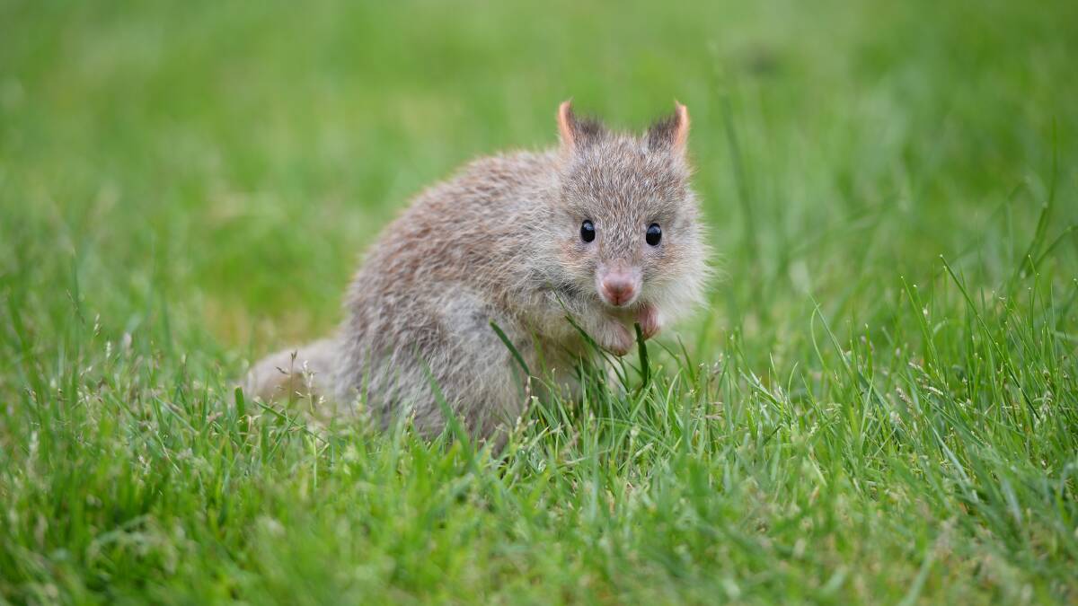 George, the rufous bettong. PICTURE: ADAM TRAFFORD