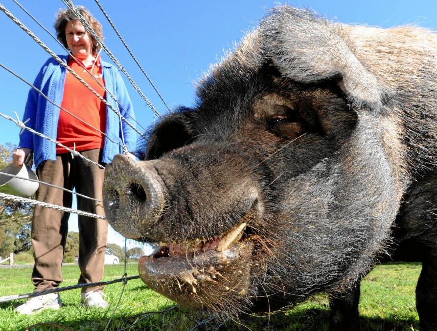 Wilbur the pig and Gwen Mills.