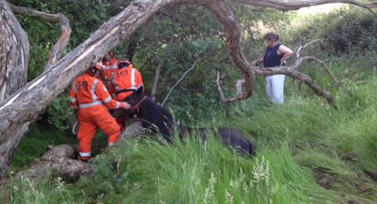 State Emergency Service volunteers work on freeing Mynxee the horse from a boggy swamp in Brown Hill.