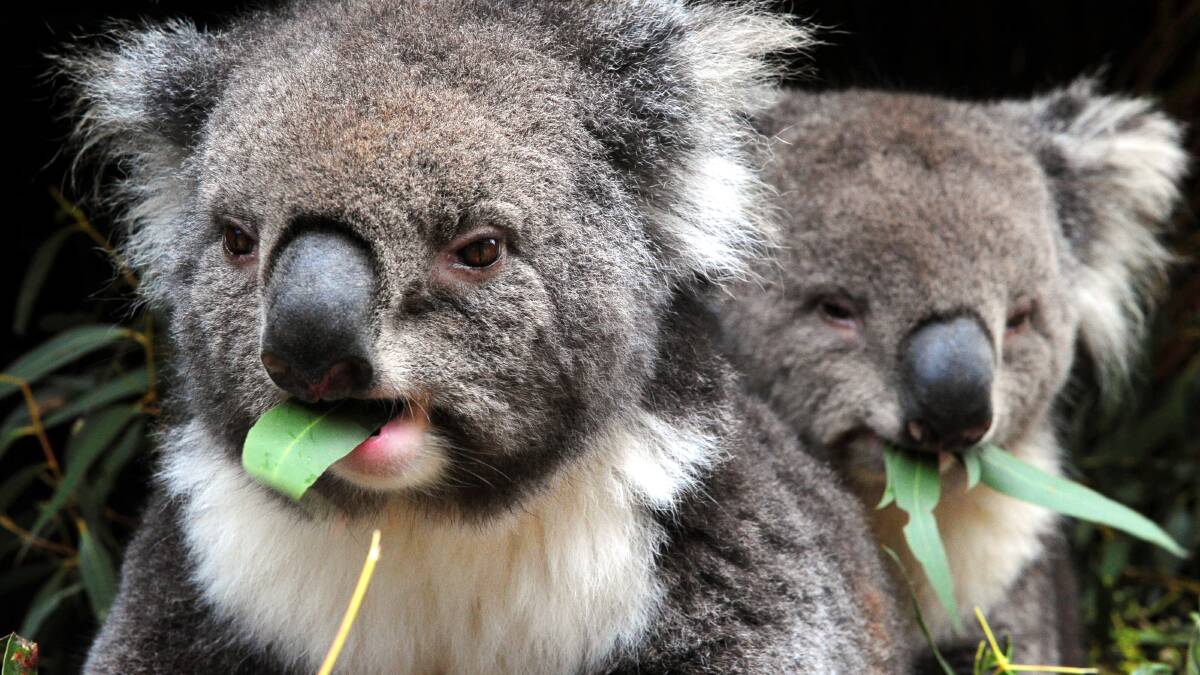 Koalas and quokkas avoided injury after a tree branch struck their enclosure today. File image.