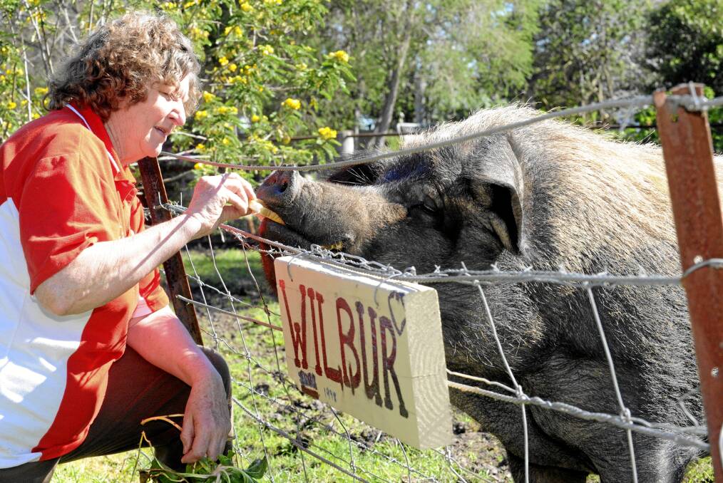 Wilbur the 300kg pet pig of Rokewood.  The 14yo porker gets a few treats from his owner Gwen Mills in 2011. 