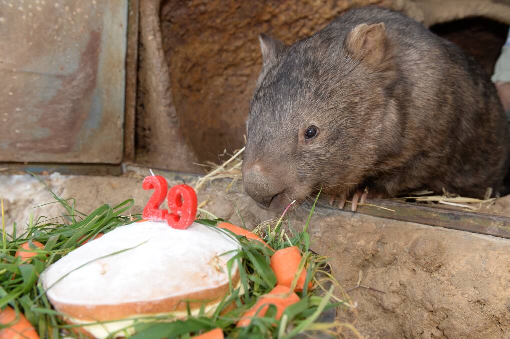 Patrick the wombat celebrating his 29th birthday at the Ballarat Wildlife Park. PICTURE: KATE HEALY