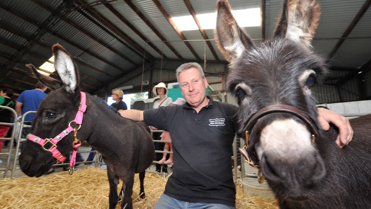 Polar Grove Stud Pete Hearn with his miniature donkeys. PICTURE: Lachlan Bense