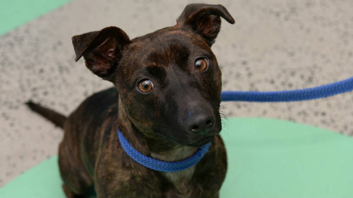 Huffy the Staffy cross is at the Ballarat RSPCA and needs a new home. PICTURE: KATE HEALY