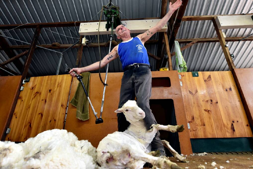 Shearer Trevor Kearns celebrates after sharing his one-millionth sheep on Friday. PICTURE: JEREMY BANNISTER
