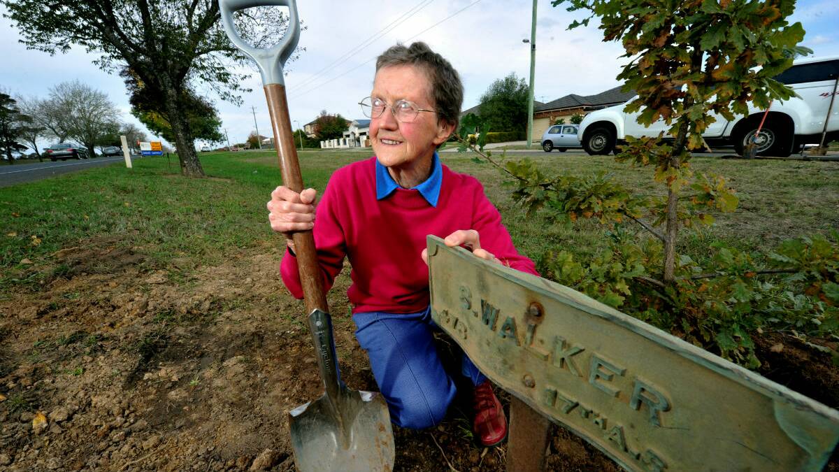 Lynette Walker replanting her father’s tree along the Avenue of Honour in Alfredton. PICTURE: JEREMY BANNISTER