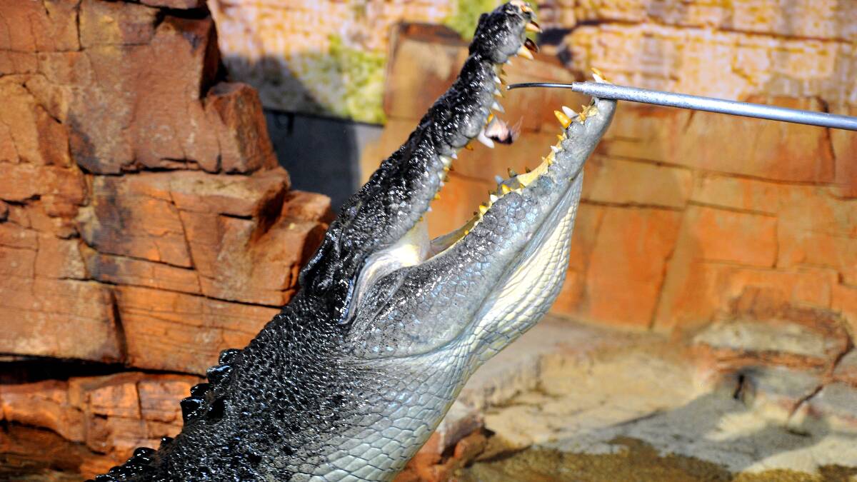 Crunch the croc munches on some delicious fish.