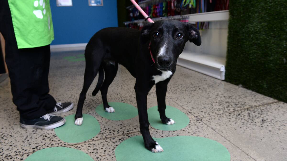 Archie the greyhound cross is at the Ballarat RSPCA and needs a new home. PICTURE: ADAM TRAFFORD