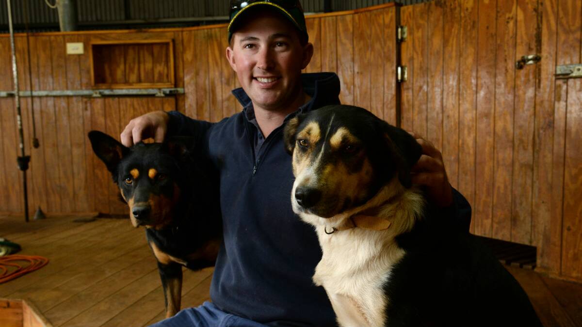 Ben Myers with dogs Charlie (white bit) and Harry (black and tan). PICTURE AND VIDEO: ADAM TRAFFORD