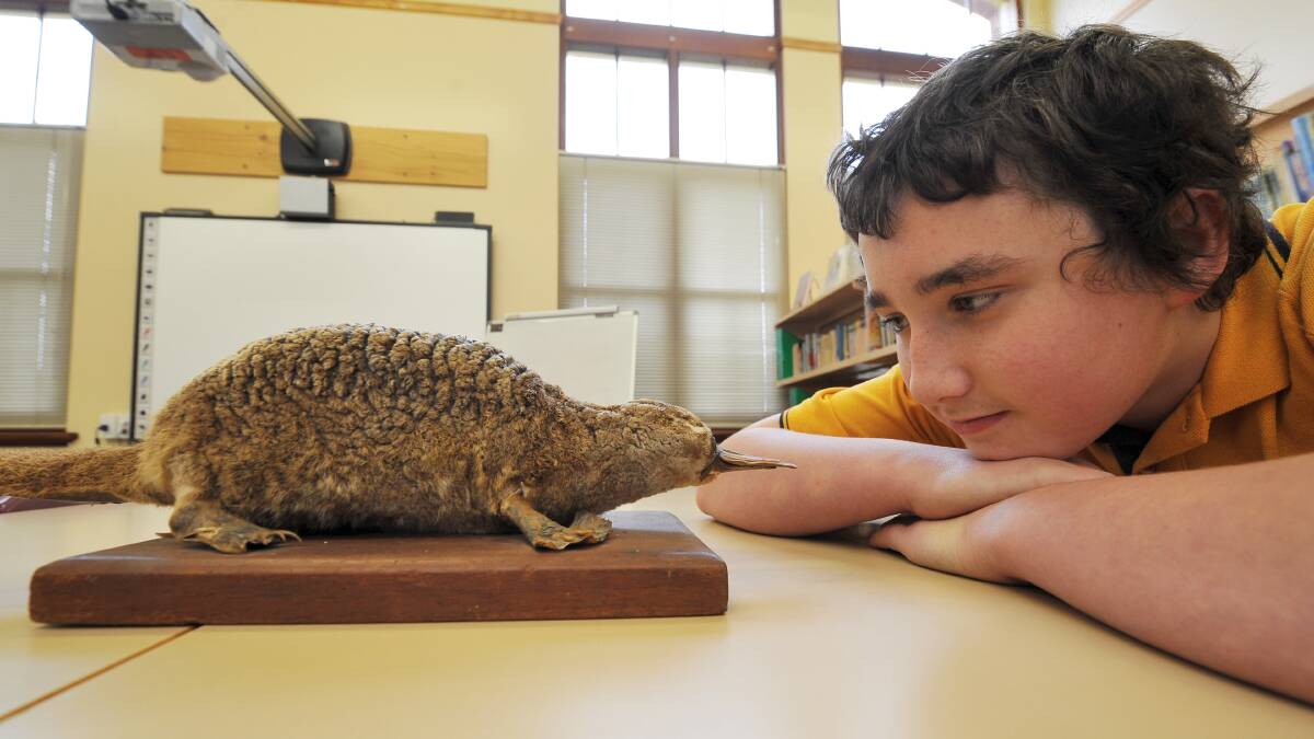 Clunes Primary School pupil Hutton, 11, studies the platypus. Picture: LACHLAN BENCE.