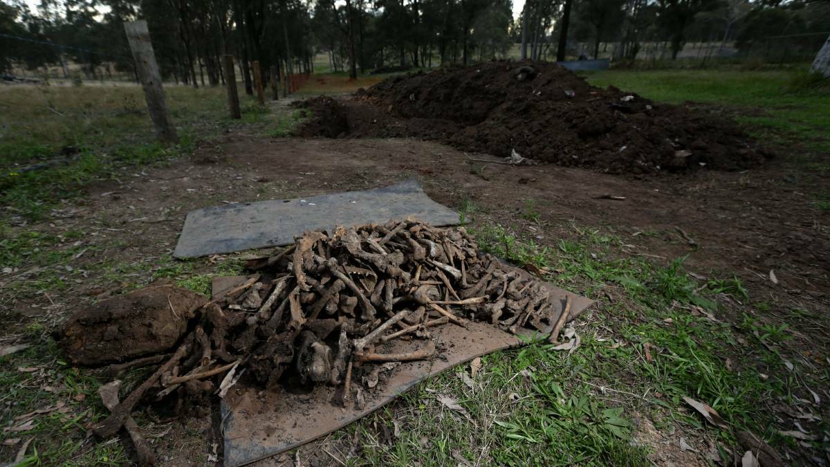 Piles of bones unearthed at Keinbah. Picture: Newcastle Herald