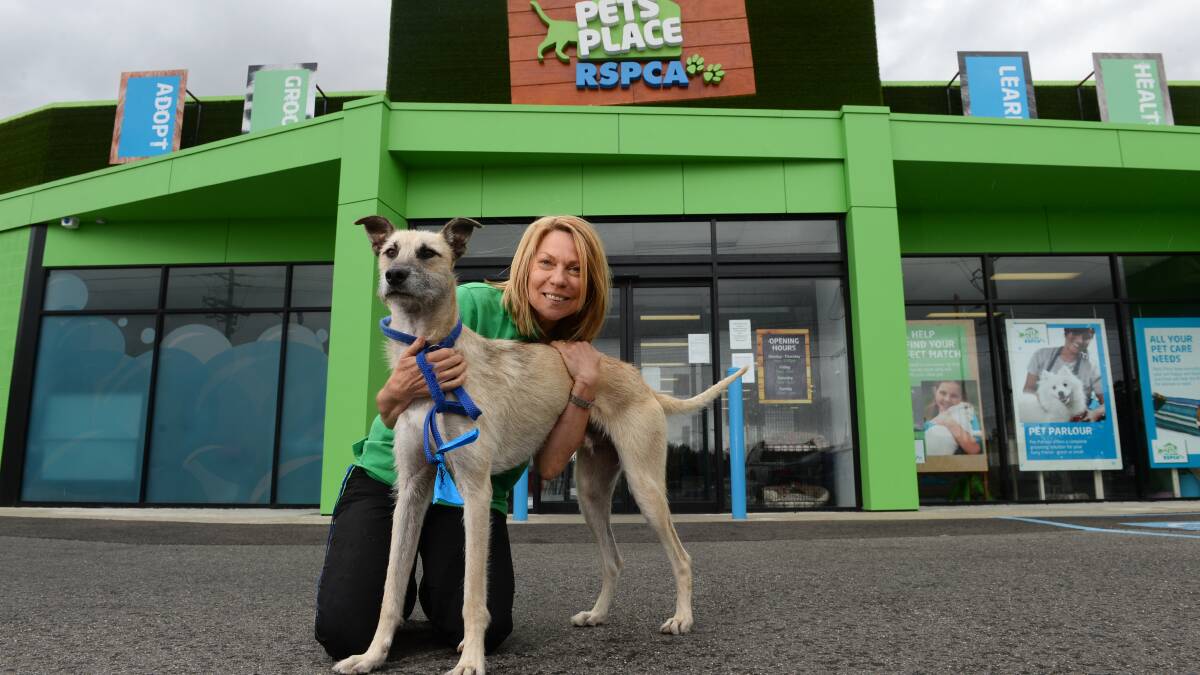  RSPCA Pets Place assistant manager  Lyn Zboril with two-year-old staghound Ringo who is looking for a home.  PICTURE: ADAM TRAFFORD