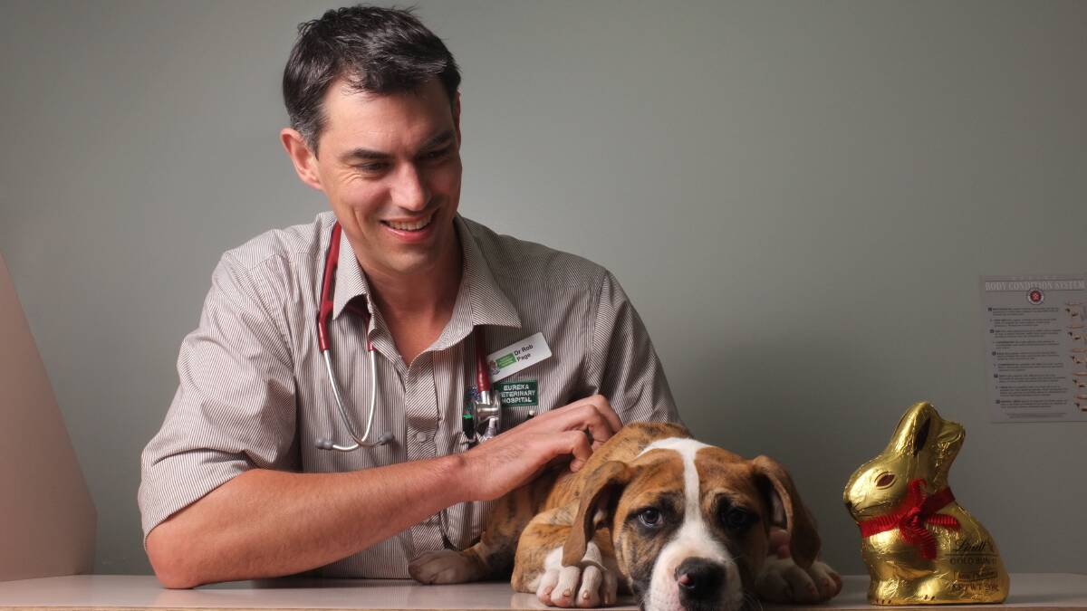 Dr Rob Page, from the Eureka Veterinary Hospital, with Digger, who will not be getting a chocolate treat this Easter. Picture: ADAM TRAFFORD