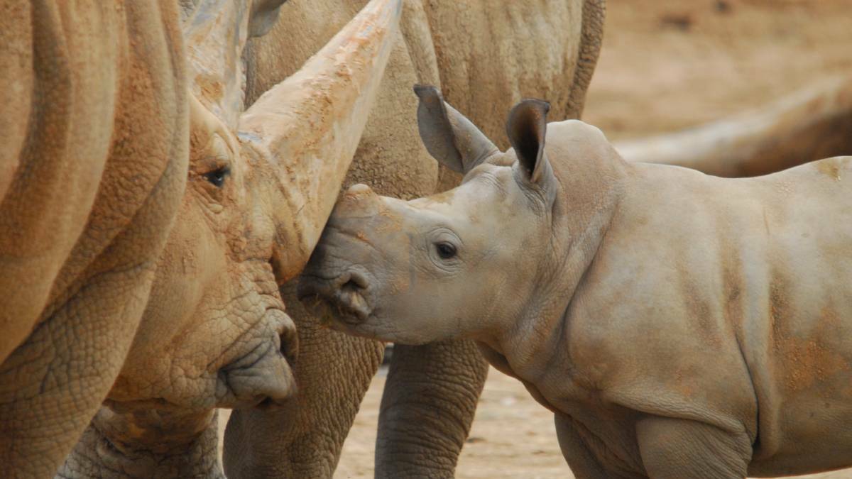 Fantastic beasts: Rhinocerous will have a lot more space to explore at Monarto Zoo if a planned expansion goes ahead. Photo: Geoff Brooks.