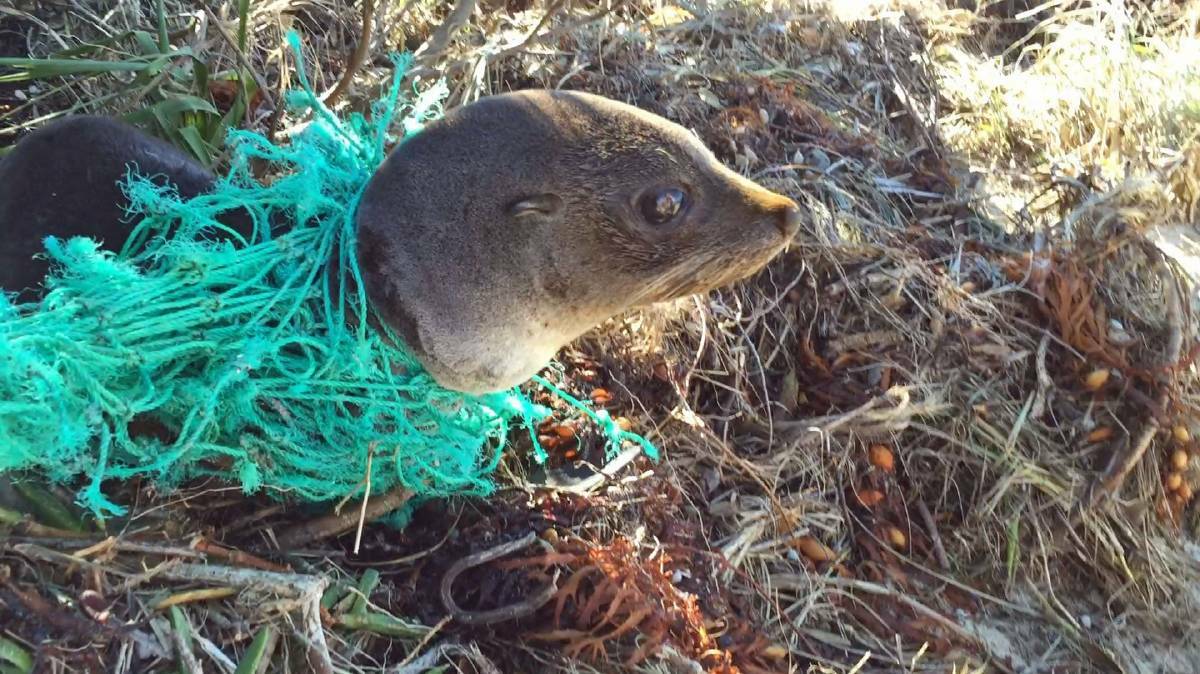 This distressed baby seal slapped his way straight to the waterline after rescuers cut the net that trapped him. Photo: Adam Williams