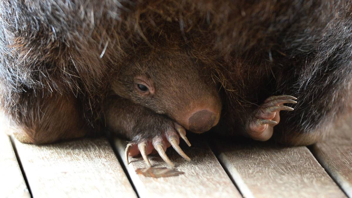 A new wombat joey begins to emerge from its mother's pouch at the Ballarat Wildlife Park. PICTURE: ADAM TRAFFORD