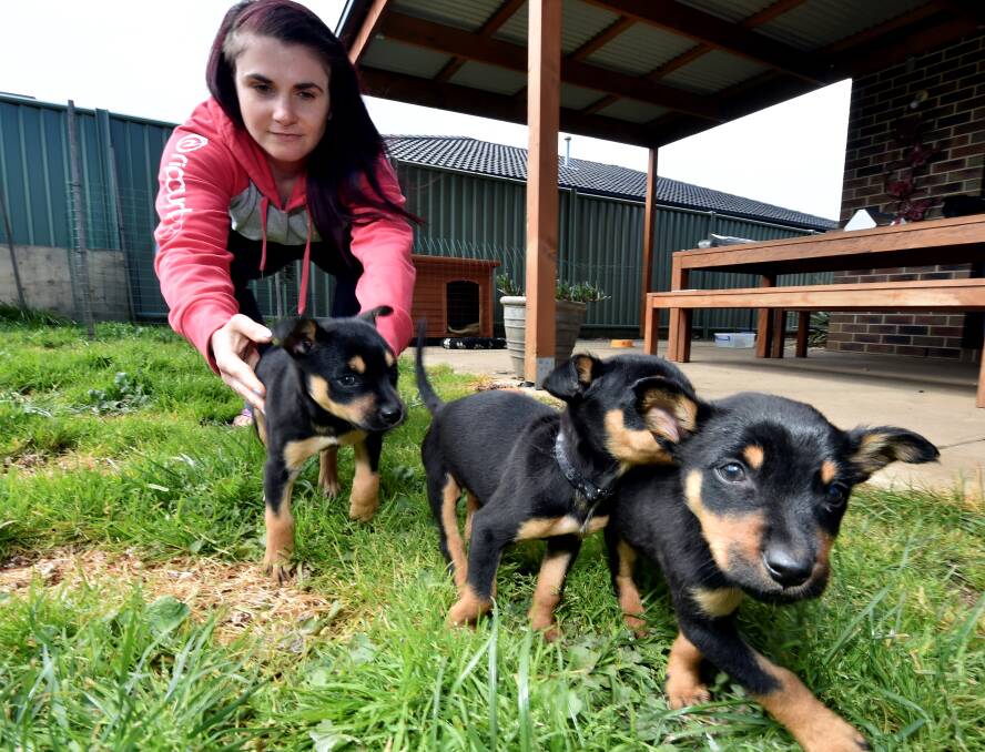 AWDRI foster carer Nicole Avery with kelpie pups Pearl, Opal and Shelbie. Picture: JEREMY BANNISTER 