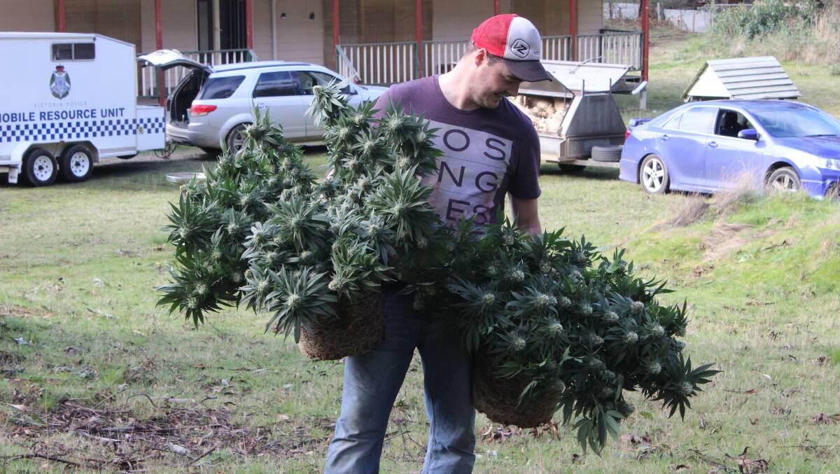 Police seized almost 600 cannabis plants at a Wheatsheaf growhouse in July. Photo: David Jeans