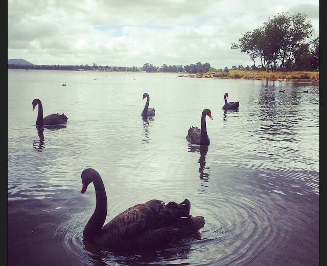 This photo of black swans on Lake Wendouree was taken by instagram user @kelsny30 using the #ballarat