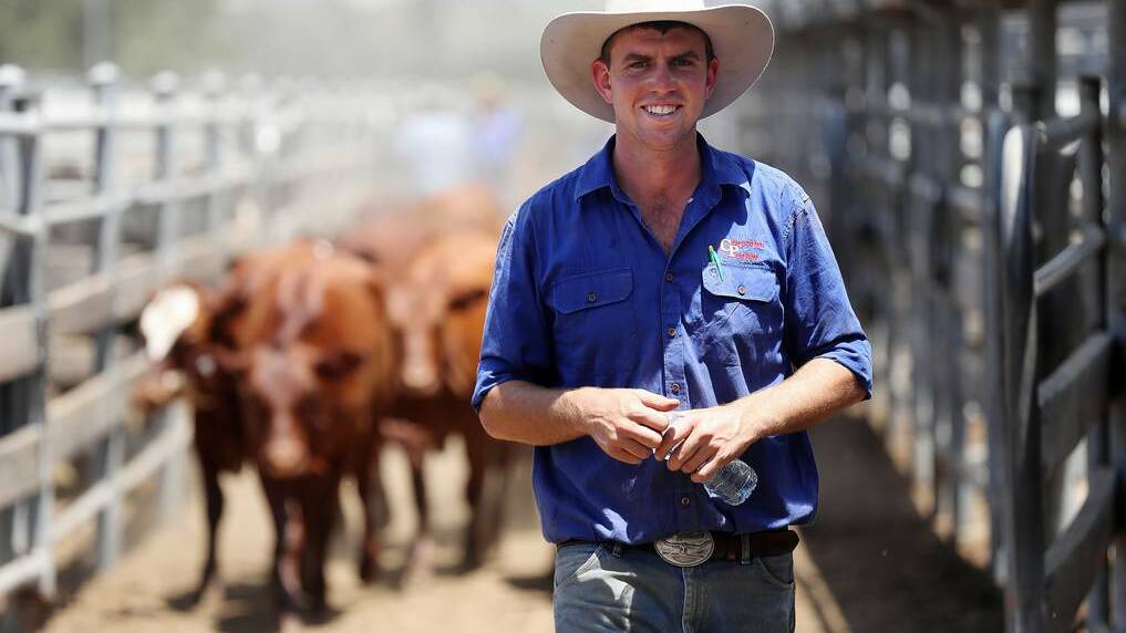 Corcoran Parker’s Jed Parker leads cattle to waiting trucks yesterday. Picture: John Russell 