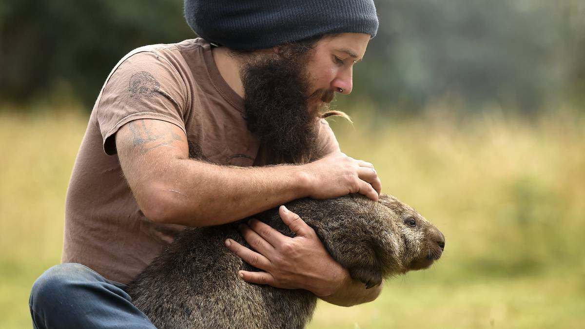 Trowunna Wildlife Park senior keeper Paul Ralley with Molly the wombat. Picture: MARK JESSER. 