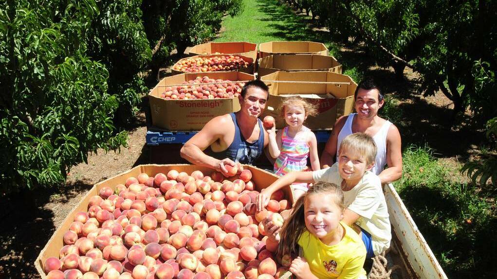 Mick Coon and his daughter Amira, 3, check out Sunnyside Orchard peaches with brother and uncle Paul Coon and his children Toby, 10, and Sienna ,8. Picture: Belinda Soole 