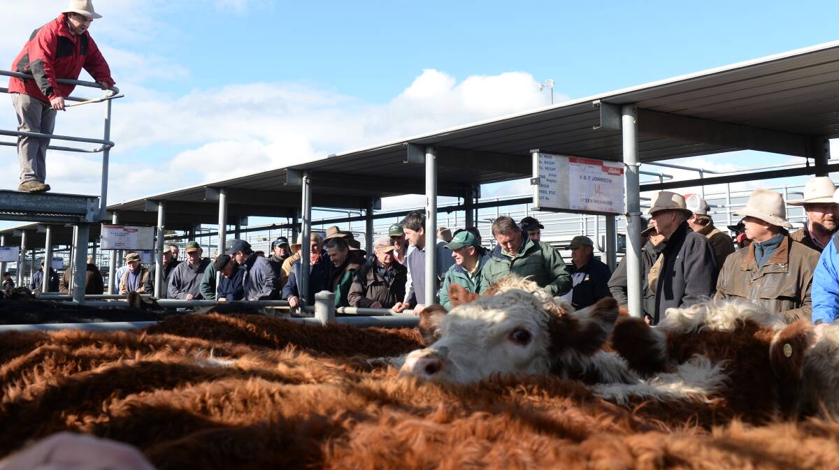 Cattle selling at the current saleyards on LaTrobe Street.