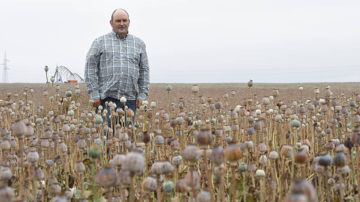 Grower Lawrence Gallagher with his latest opium poppy crop. PICTURE: JUSTIN WHITELOCK