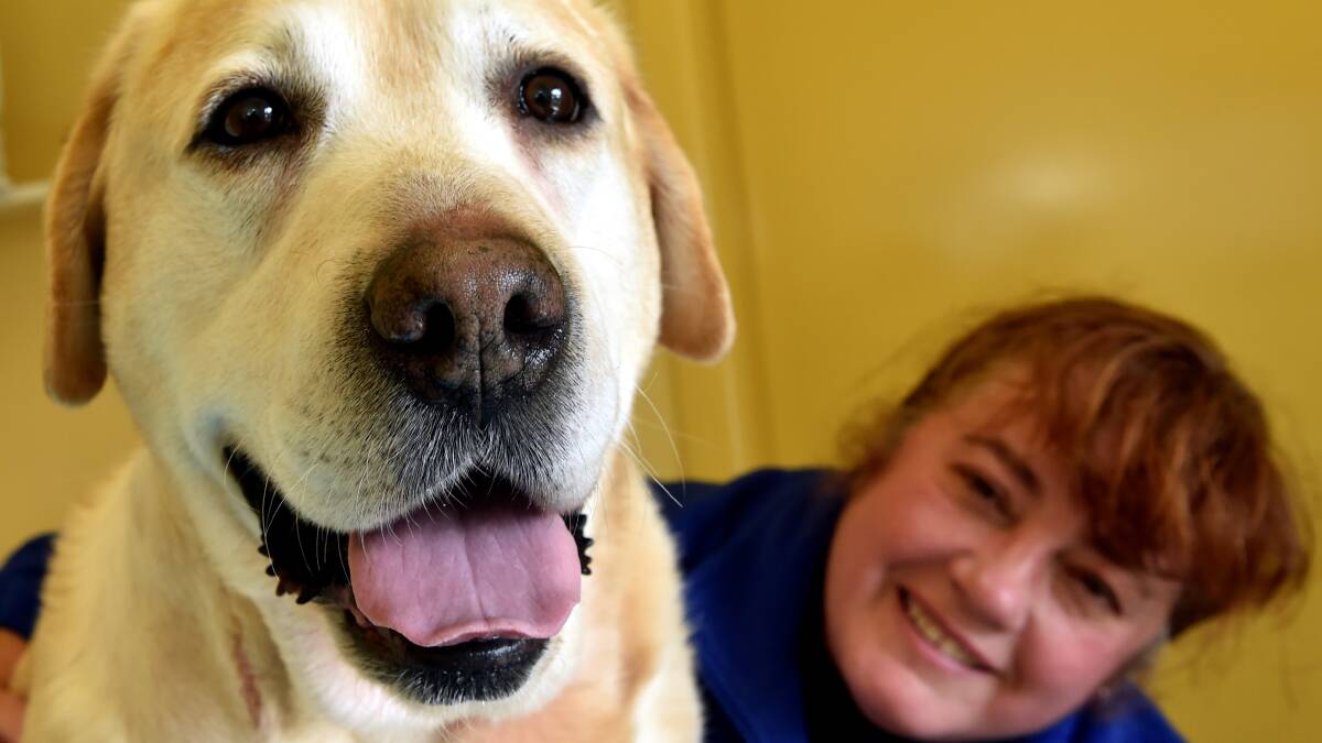 Jai the Labrador has had a pacemaker fitted to correct a problem with his heart. Jai with owner Sharon Thomas. 