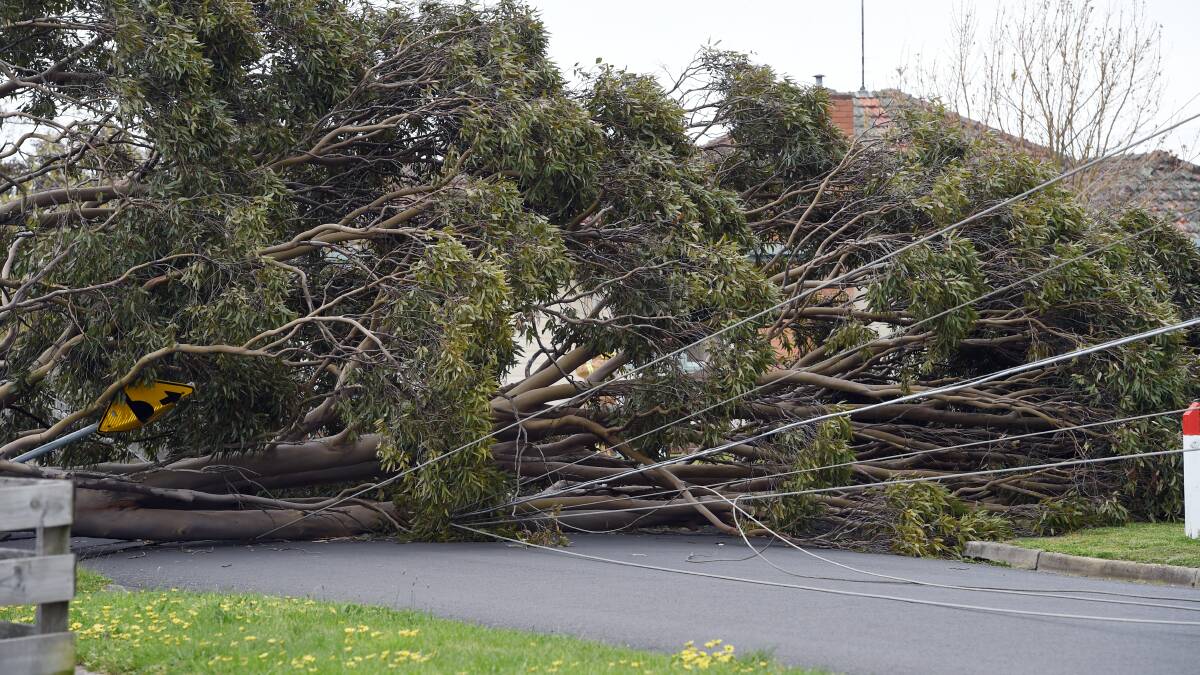STORMY WEATHER: Damaging winds bought down a tree and powerlines this time last year causing power outages in Wendouree and surrounding suburbs. Picture: Kate Healy.