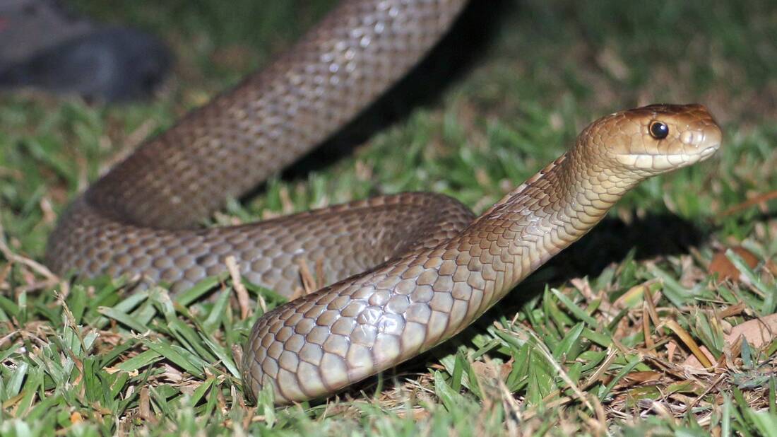 VENOMOUS: The Eastern Brown snake is the most common venous snake in Victoria. 