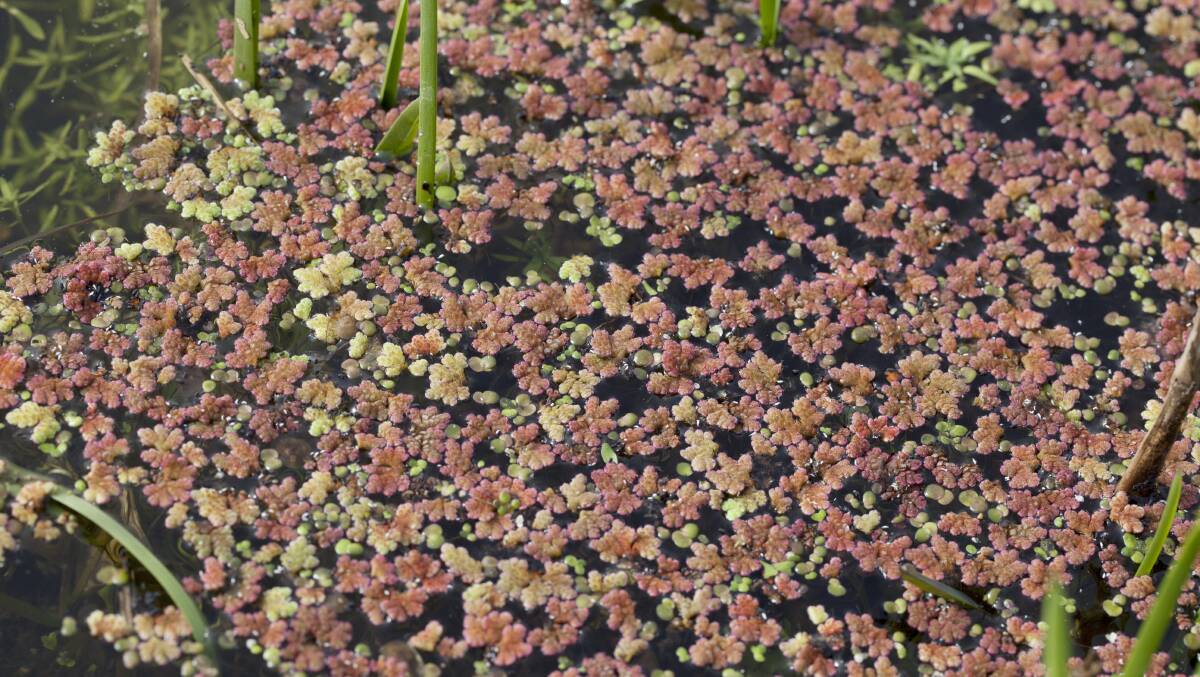 ATTRACTIVE: Azolla filiculoides is sometimes added to ponds because of its attractive appearance and its ability to shade and cool water.