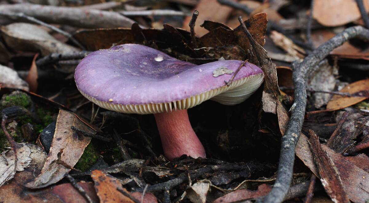 SPECIES: The unusual lilac colour and white gills of this species, found in Wombat Forest, help to identify it as part of the Russula group.