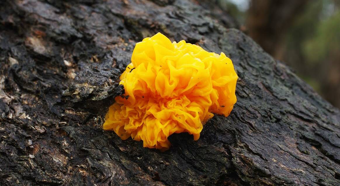 BRIGHT: The common name of this fungus is yellow brain, due to the convoluted mass of golden-yellow when younger. 