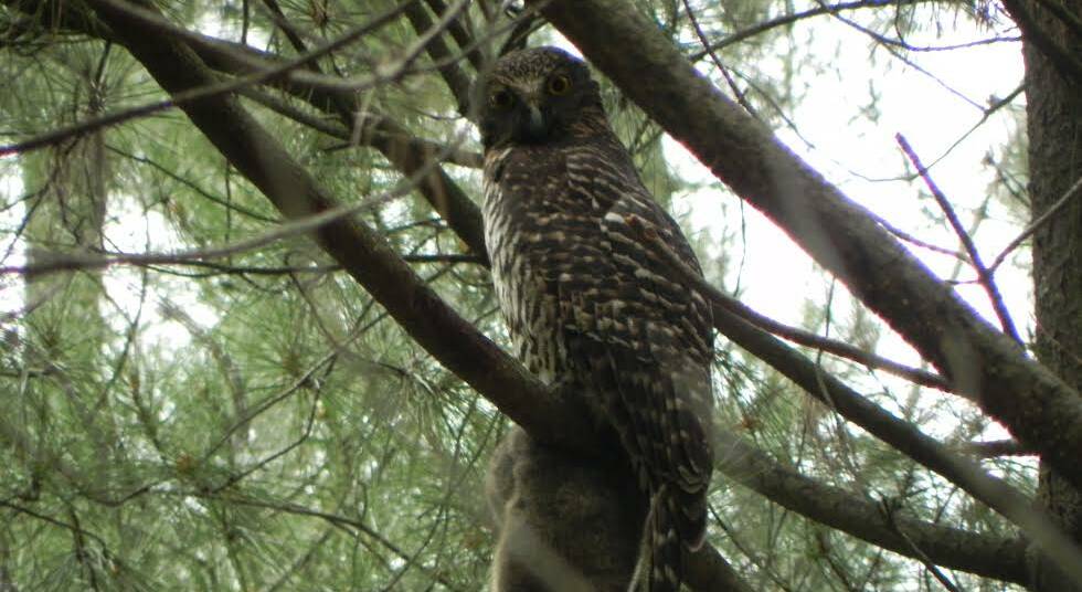 POWERFUL: The powerful owl measures 55cm from beak to tail and has large staring yellow eyes and huge yellow feet.