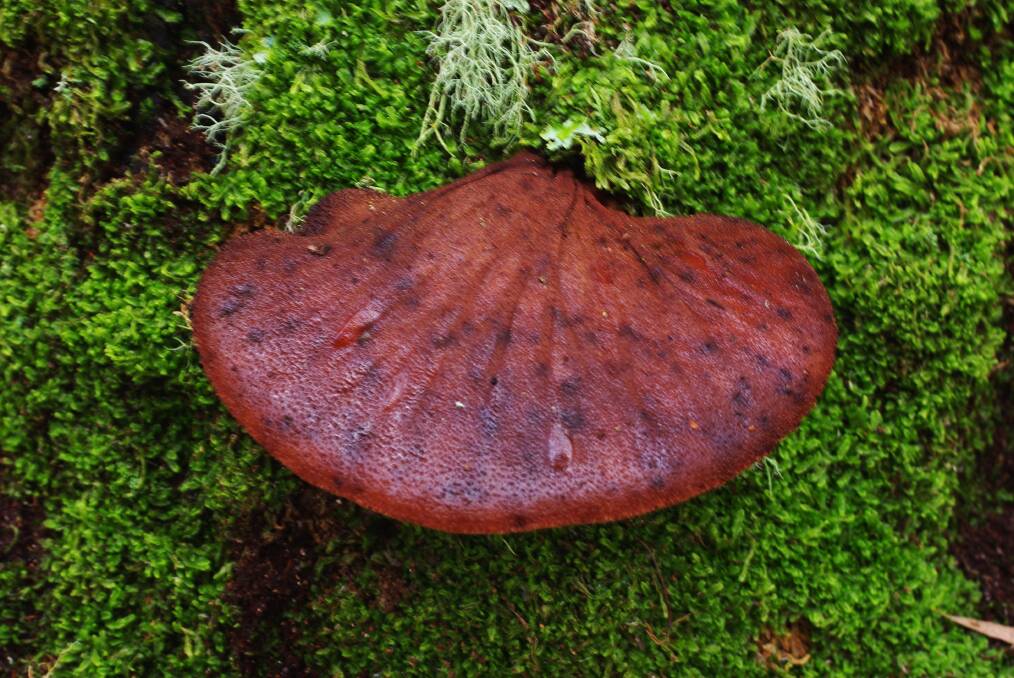 A STEAK BY ANY OTHER NAME: The beefsteak fungus is deceptively meaty and appealing in appearance, but don't be fooled.