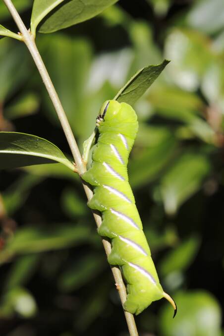 UNCOMMON: The privet hawk-moth caterpillar is not a common insect.