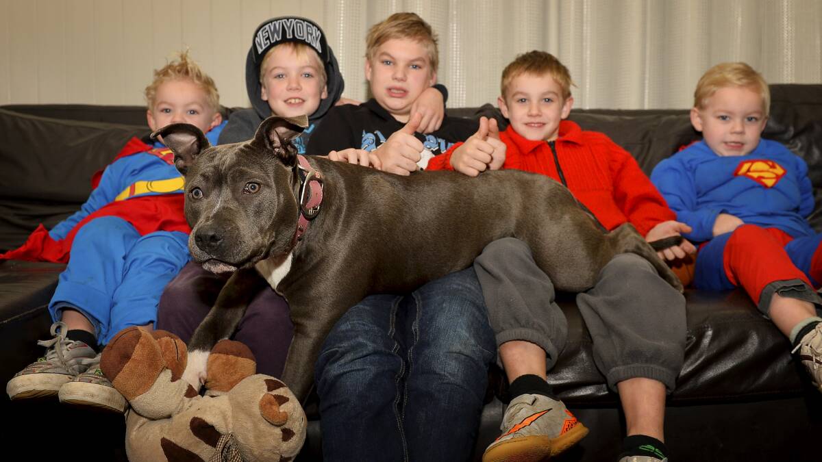 Happy Ending:  The community helped track down beloved dog Poppy here reunited with her family in July.
Photo: Dylan Burns