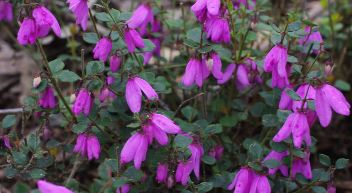 Pink-bells is common and widespread in the Ballarat district and it has been much-admired in various bushland places in September. 