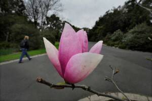 Magnificent magnolias are real little gems