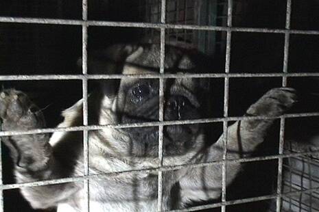 A pug found at Beremboke during a secret raid by Animal Liberation Victoria.