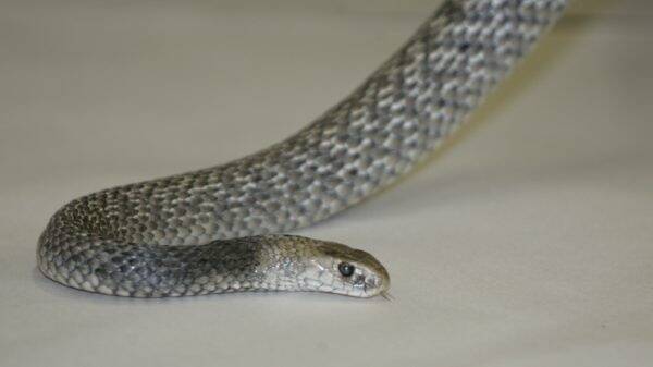 A Ballan man was bitten by a brown snake, similar to this one, hidden in a box of bananas. Picture: Anita Jones