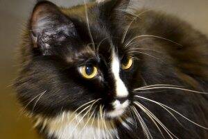 THE 'PURR-FECT' PET: Millie is a 4-year-old, desexed, female long-haired cat.