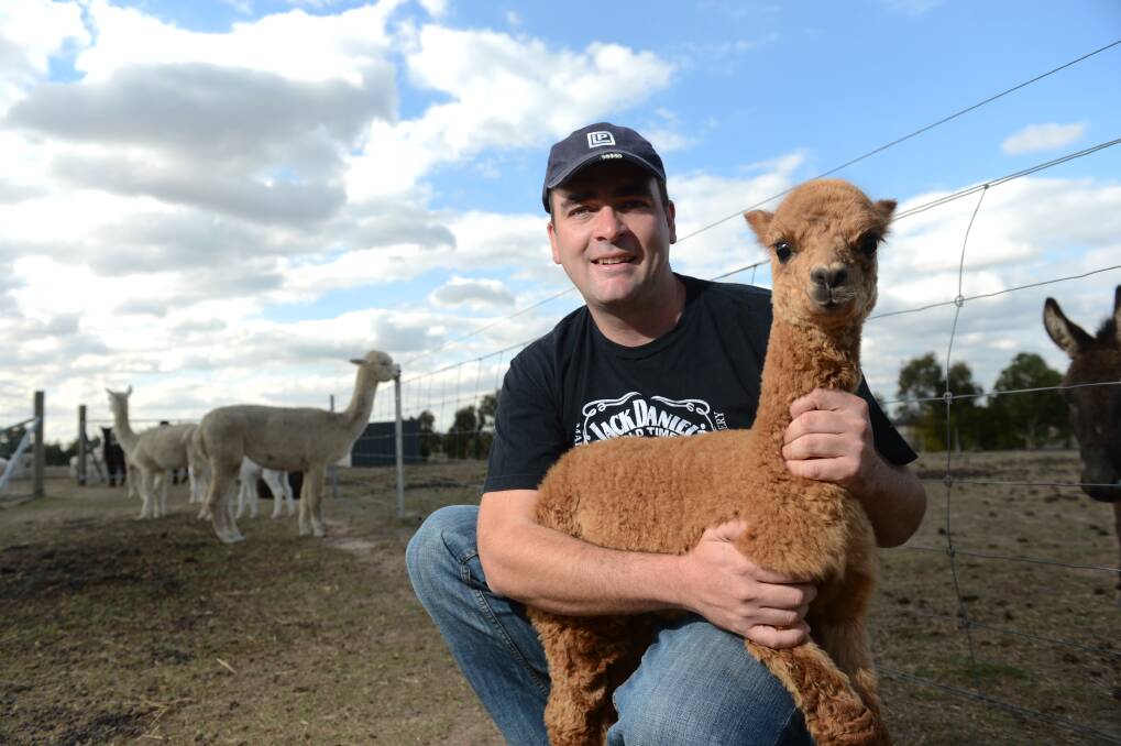 cute and cuddly: Miners Rest farmer Shane Carey will have an open farm day as part of nationwide Alpaca Week to promote Alpacas. Picture: Adam Trafford