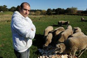 DISTURBING: Daniel Taylor found six sheep dead at an Elsworth Street property, believed killed by dogs.