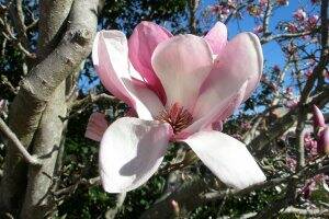 ABUNDANT: The beautiful magnolia can be seen around Ballarat.