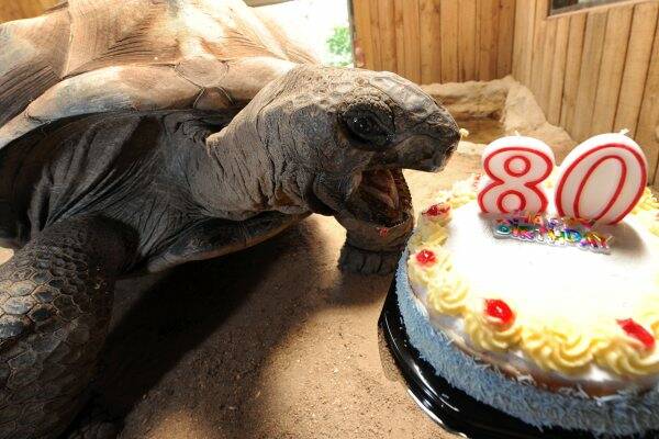 Hugo the Aldabran giant tortoise turned 80 at the Ballarat Wildlife Park yesterday. Picture: Jeremy Bannister
