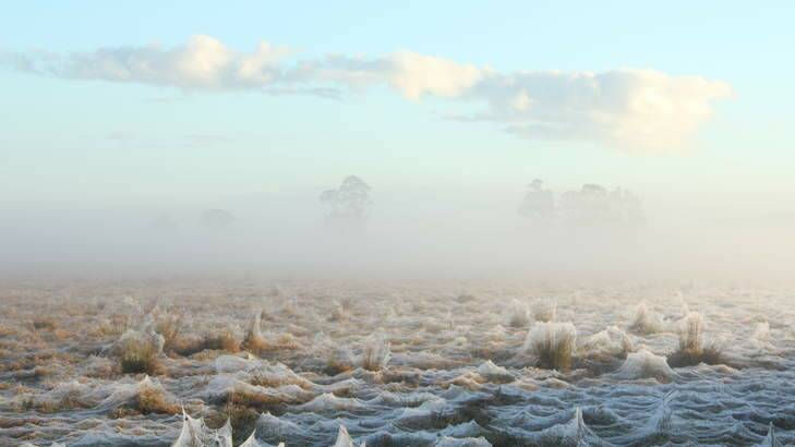 Incredible: Rampant spider webs blanket vast stretches of farmland near South West Rocks, NSW. Photo: Helen Lambert