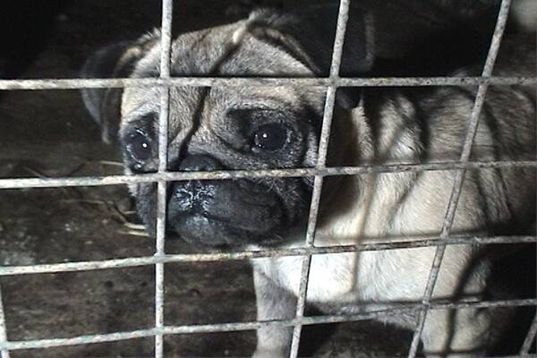 A pug in a cage at the Beremboke puppy farm. Picture: Animal Liberation Victoria